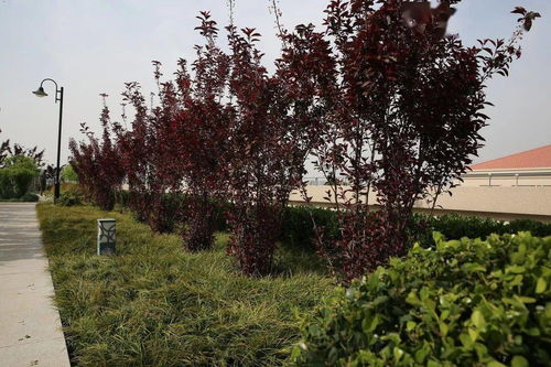 陜建古建園林集團(tuán)榮獲園林工程獎 銅獎